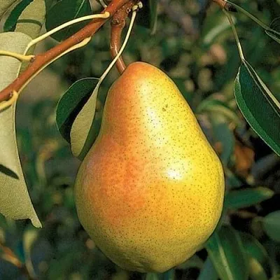 Груша ВЕЛЕСА в Калуге