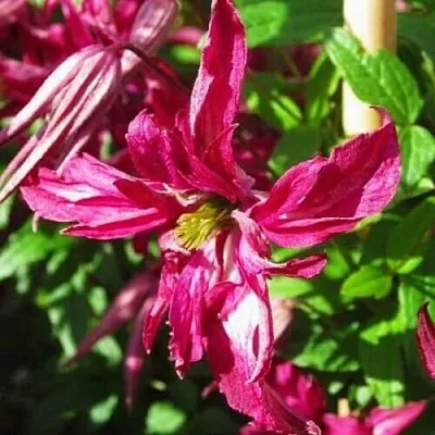 Клематис РОЗАЛИН в Калуге