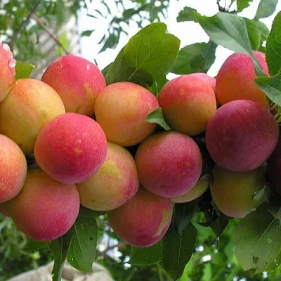 Слива СКОРОПЛОДНАЯ  Слива СКОРОПЛОДНАЯ в Калуге