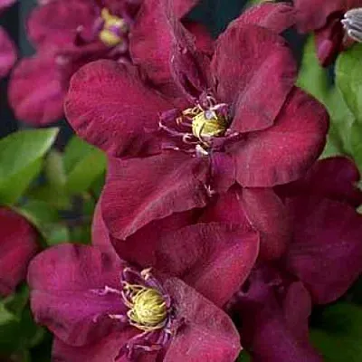 Клематис ЯН III СОБЕСКИ в Калуге