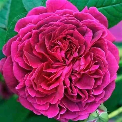 Саженцы роз ВИЛЬЯМ ШЕКСПИР английская  Саженцы роз ВИЛЬЯМ ШЕКСПИР английская в Калуге