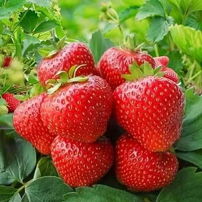 Клубника КИМБЕРЛИ  Клубника КИМБЕРЛИ в Калуге