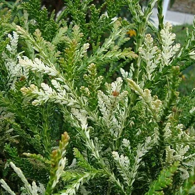 Туевик ВАРИЕГАТА долотовидный   Туевик ВАРИЕГАТА долотовидный  в Калуге