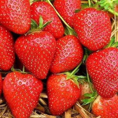 Клубника КВИКИ  Клубника КВИКИ в Калуге