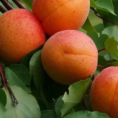 Абрикос ГРАФИНЯ  Абрикос ГРАФИНЯ в Калуге