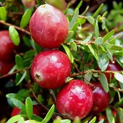 Клюква СТИВЕНС в Калуге