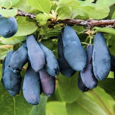 Жимолость съедобная СИБИРЯЧКА  Жимолость съедобная СИБИРЯЧКА в Калуге