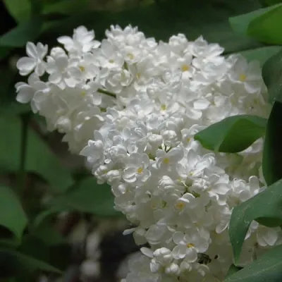 Сирень РУССКИЙ СЕВЕР  Сирень РУССКИЙ СЕВЕР в Калуге