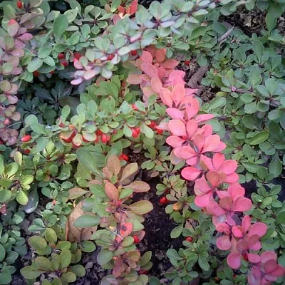 Барбарис ГРИН КАРПЕТ тунберга  Барбарис ГРИН КАРПЕТ тунберга в Калуге