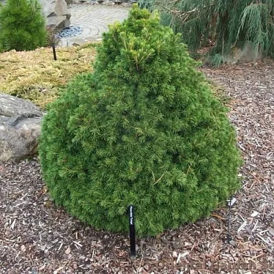 Ель ТОМПА обыкновенная  Ель ТОМПА обыкновенная в Калуге