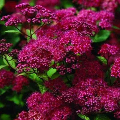 Спирея АНТОНИ ВАТЕРЕР японская  Спирея АНТОНИ ВАТЕРЕР японская в Калуге