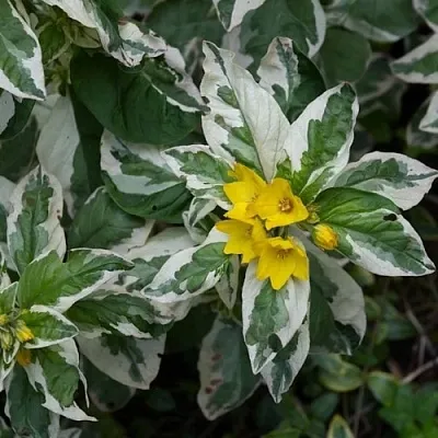 Вербейник АЛЕКСАНДР точечный в Калуге