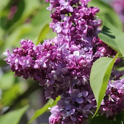 Сирень ИЗОБИЛИЕ  Сирень ИЗОБИЛИЕ в Калуге