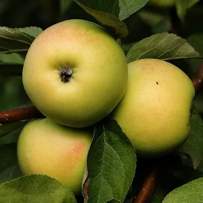 Яблоня ДАНИЛА  Яблоня ДАНИЛА в Калуге