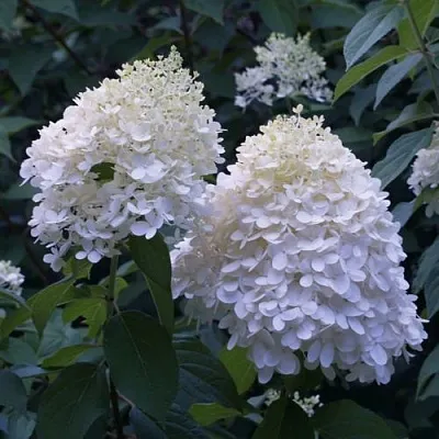 Гортензия ТАРДИВА метельчатая в Калуге