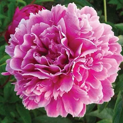 Пион ПУРПУРНАЯ ФЕЕРИЯ травянистый в Калуге