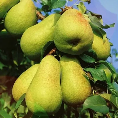 Груша НЕЖНОСТЬ колонновидная	  Груша НЕЖНОСТЬ колонновидная	 в Калуге