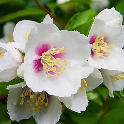 Жасмин БЕЛЬ ЭТУАЛЬ  Жасмин БЕЛЬ ЭТУАЛЬ в Калуге