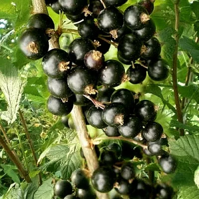 Смородина черная БЕН ТИРЕН  Смородина черная БЕН ТИРЕН в Калуге