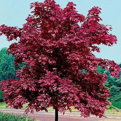 Клен КРИМСОН КИНГ остролистный  Клен КРИМСОН КИНГ остролистный в Калуге