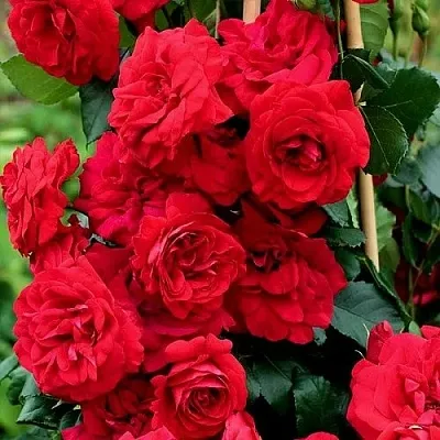 Саженцы роз АМАДЕУС плетистая  Саженцы роз АМАДЕУС плетистая в Калуге