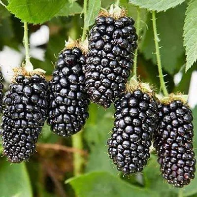 Ежевика КАРАКА БЛЭК в Калуге