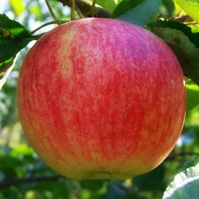 Яблоня Штрифель (Штрейфлинг или Осеннее полосатое) в Калуге