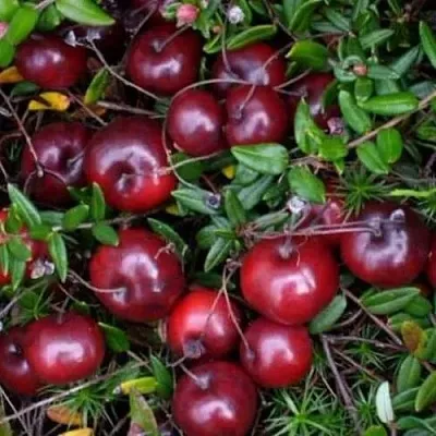 Клюква БЕН ЛИР в Калуге