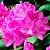 Азалия ПУРПУРТРАУМ японская в Калуге
