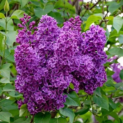 Сирень СУМЕРКИ  Сирень СУМЕРКИ в Калуге