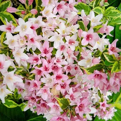 Вейгела САННИ ПРИНЦЕСС в Калуге