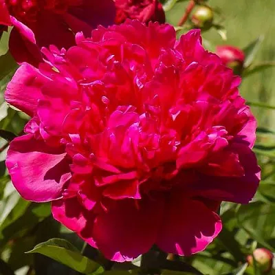 Пион БИГ БЕН травянистый в Калуге