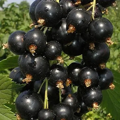 Смородина черная ИСКУШЕНИЕ  Смородина черная ИСКУШЕНИЕ в Калуге