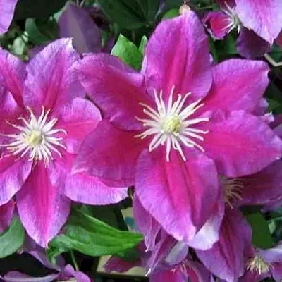 Клематис ХАНИЯ в Калуге