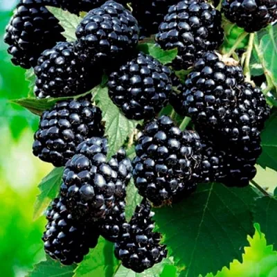 Ежевика ЛОХТЕЙ бесшипная в Калуге