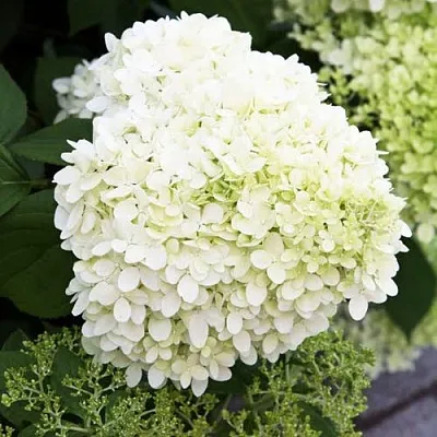 Гортензия УАЙТ ЛЕДИ метельчатая в Калуге