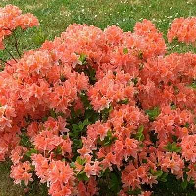 Рододендрон ЯПОНСКИЙ ОРАНЖЕВЫЙ  Рододендрон ЯПОНСКИЙ ОРАНЖЕВЫЙ в Калуге