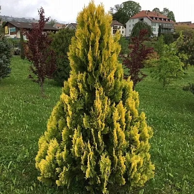 Туя ЕЛЛОУ РИББОН западная  Туя ЕЛЛОУ РИББОН западная в Калуге