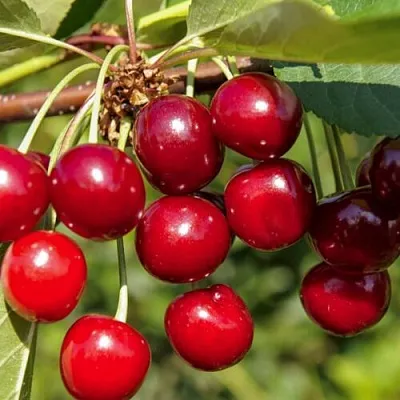 Вишня ЛЮБСКАЯ  Вишня ЛЮБСКАЯ в Калуге