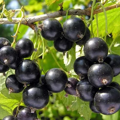 Смородина черная ГАМАЮН в Калуге