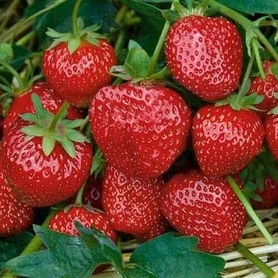 Клубника СЕЛЬВА ремонтантная  Клубника СЕЛЬВА ремонтантная в Калуге