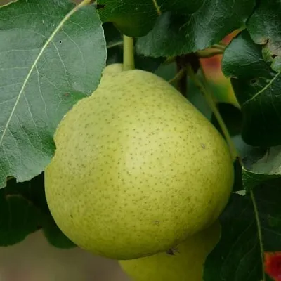 Груша САНРЕМО колонновидная  Груша САНРЕМО колонновидная в Калуге