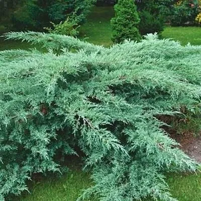 Можжевельник ГРЕЙ ОУЛ виргинский в Калуге