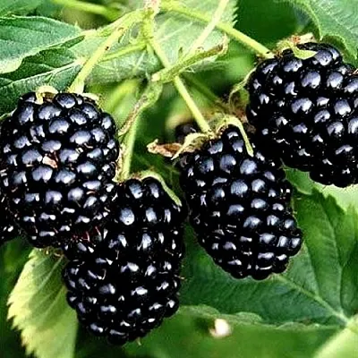 Ежевика ПРАЙМ АРК ТРЕВЕЛЕР ремонтантная  Ежевика ПРАЙМ АРК ТРЕВЕЛЕР ремонтантная в Калуге