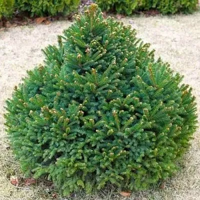 Ель БАРРИ обыкновенная  Ель БАРРИ обыкновенная в Калуге