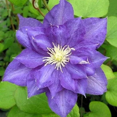 Клематис БЬЮТИ ОФ ВОЧЕСТЕР в Калуге