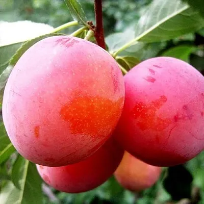 Слива КОМЕТА  Слива КОМЕТА в Калуге