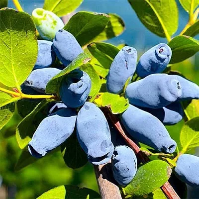 Жимолость съедобная АВРОРА в Калуге