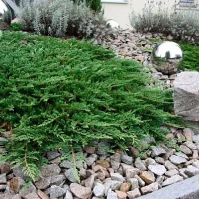 Можжевельник ПРИНЦ ОФ УЭЛЬС горизонтальный  Можжевельник ПРИНЦ ОФ УЭЛЬС горизонтальный в Калуге