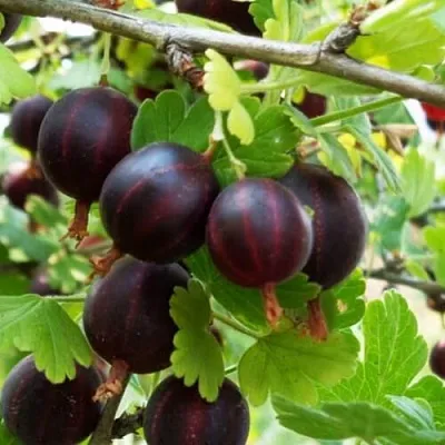 Крыжовник СЕВЕРНЫЙ КАПИТАН  Крыжовник СЕВЕРНЫЙ КАПИТАН в Калуге